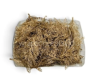 Golden Cypress Sprig