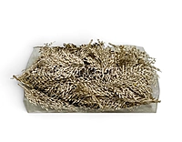 Champagne Candy Grass Leaves