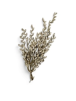 Champagne Candy Grass Leaves