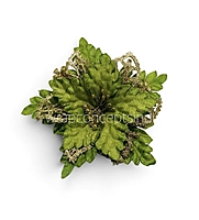 Green Glitter Bloom