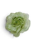 Sage Sparkle Rose