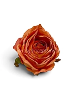Burnt Peach Rose