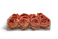 Burnt Peach Rose