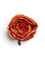 Burnt Peach Rose