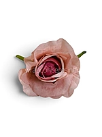 Blush Charm Rose