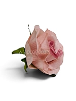 Blush Charm Rose