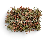 Caramel Baby Breath Florets