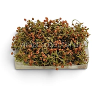 Caramel Baby Breath Florets