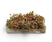 Caramel Baby Breath Florets