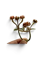 Caramel Baby Breath Florets