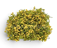 Yellow Baby Breath Florets