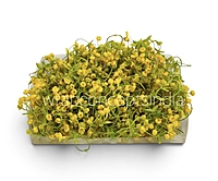 Yellow Baby Breath Florets