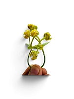 Yellow Baby Breath Florets