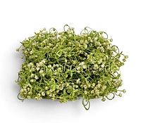 Cream Baby Breath Florets