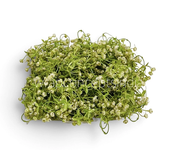 Cream Baby Breath Florets