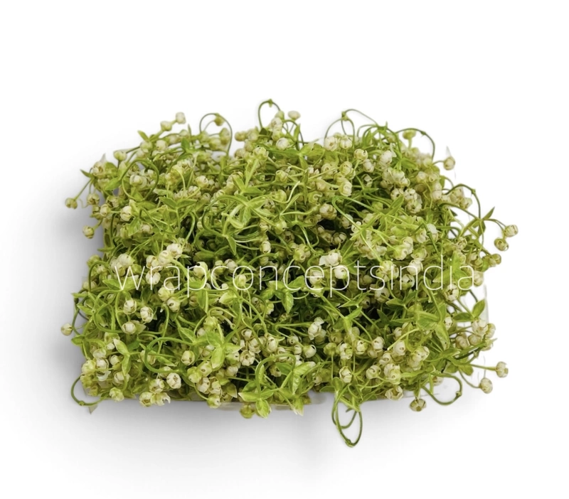 Cream Baby Breath Florets