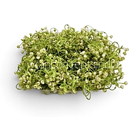 Cream Baby Breath Florets