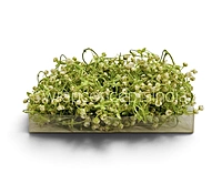 Cream Baby Breath Florets