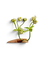 Cream Baby Breath Florets