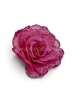 Fuchsia Sparkle Rose