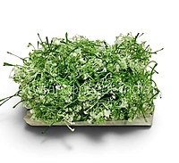 White Cluster Bud Filler