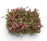 Pink Cluster Bud Filler