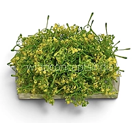 Yellow Cluster Bud Filler