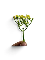 Yellow Cluster Bud Filler