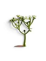 Cream Cluster Bud Filler