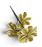 Blooming Magnolia Collection