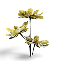 Blooming Magnolia Collection