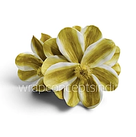 Blooming Magnolia Collection