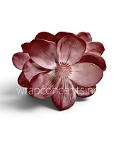Blooming Magnolia Collection