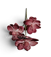 Blooming Magnolia Collection