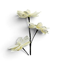 Blooming Magnolia Collection