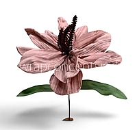 Exotic Lily Bloom