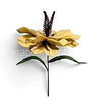 Exotic Lily Bloom