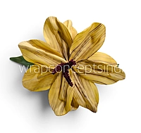 Exotic Lily Bloom
