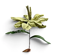 Exotic Lily Bloom