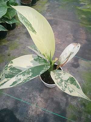 Pictum Tricolor Variegated