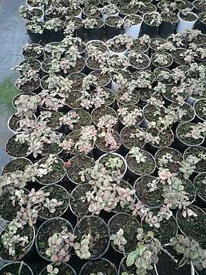 Pink Fittonia - Mosaic Plant Pink Fittonia - Mosaic Plant