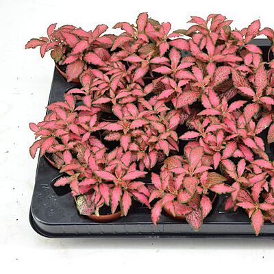Pink Fittonia - Mosaic Plant