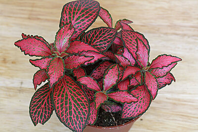 Pink Fittonia - Mosaic Plant