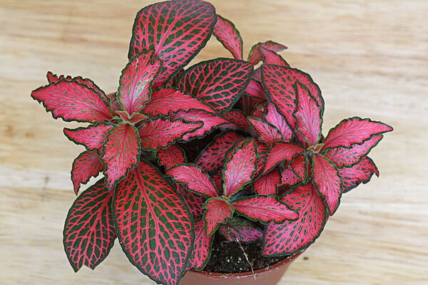 Pink Fittonia - Mosaic Plant