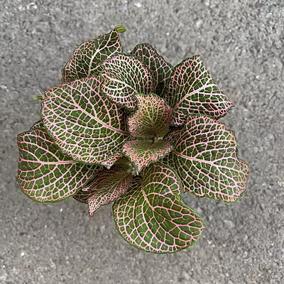 Pink Fittonia Nerve Plant