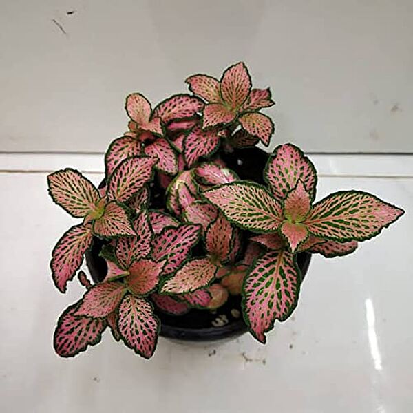 Pink Fittonia Nerve Plant