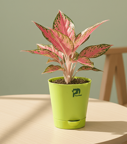 Aglaonema Pink (Valentine) in 4 inch self watering pot