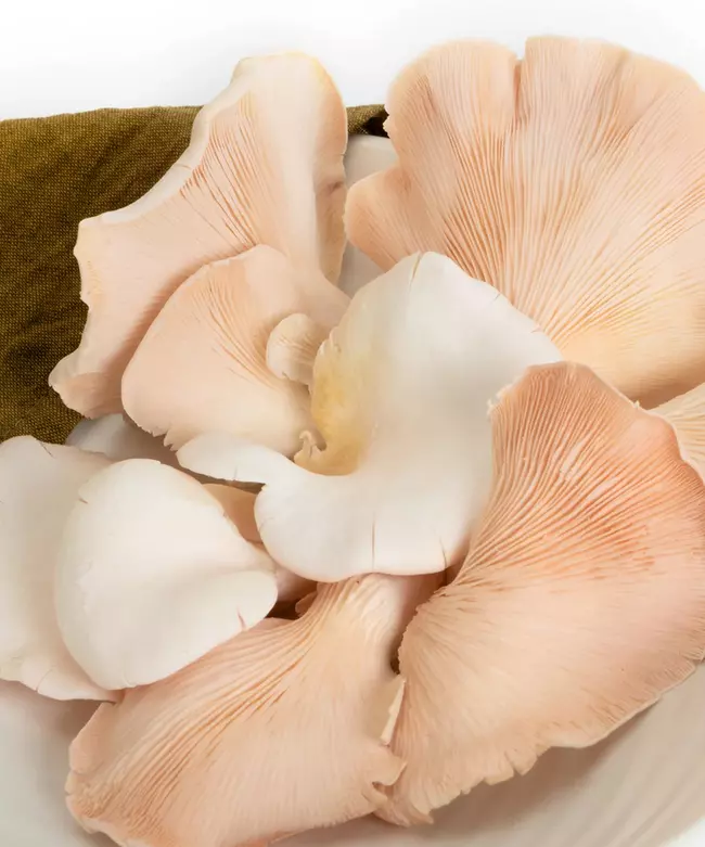 Pink Oyster Mushrooms 250 Gms