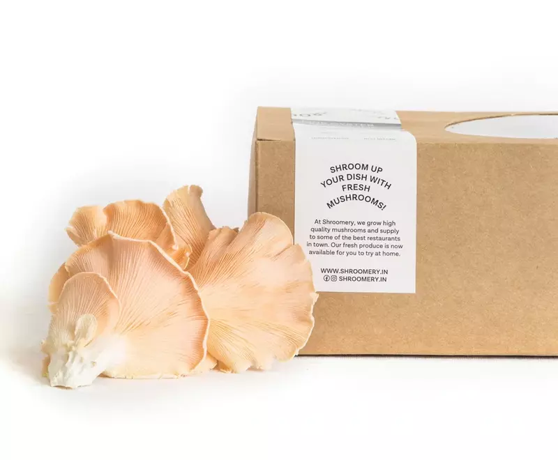 Pink Oyster Mushrooms - Shroomery