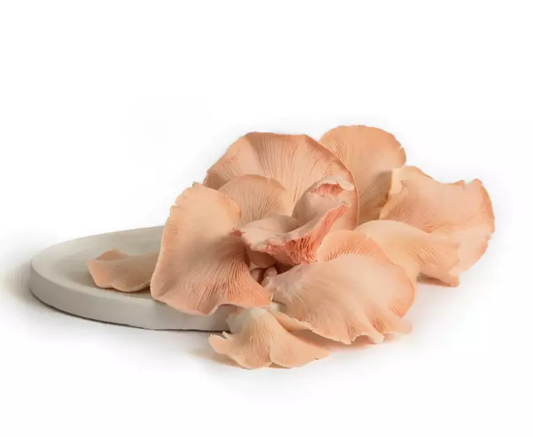 Pink Oyster Mushrooms 250 Gms